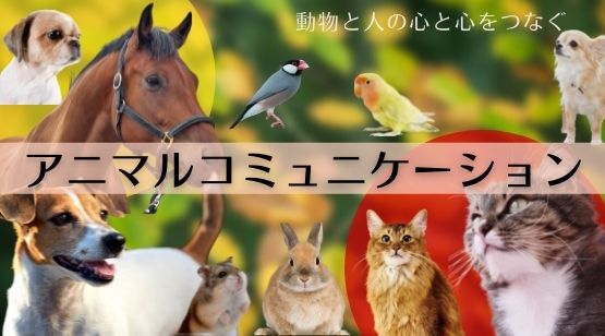 アニマルコミュニケーション